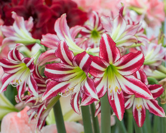 Amaryllis 'Santiago' Amaryllis 'Santiago'