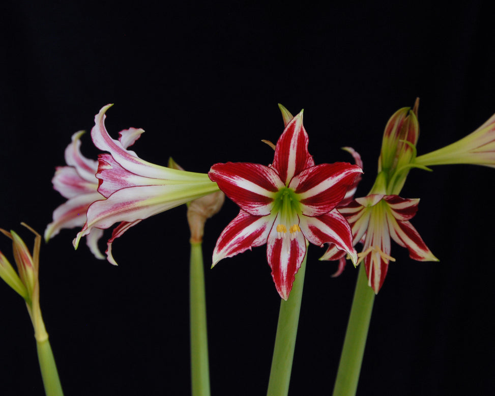 Amaryllis 'Santiago'