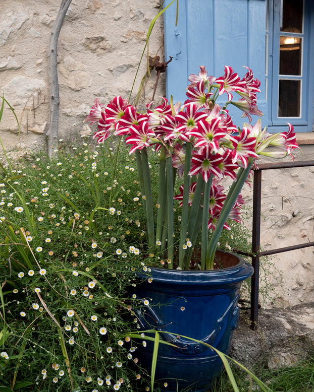 Amaryllis 'Santiago'