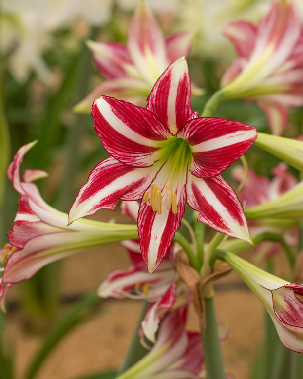 Amaryllis 'Santiago'