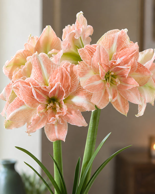 Amaryllis 'Sweet Amadeus'