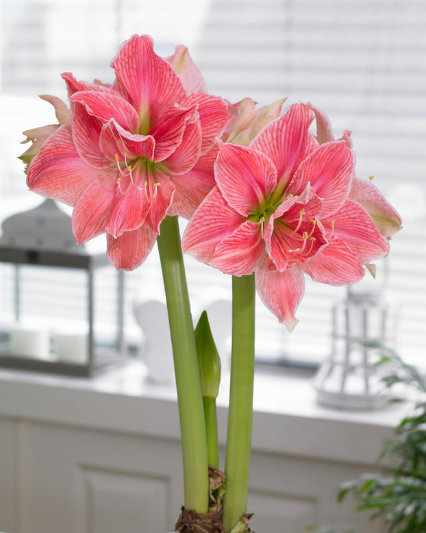 Amaryllis 'Sweet Nymph'