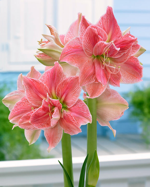 Amaryllis 'Sweet Nymph'