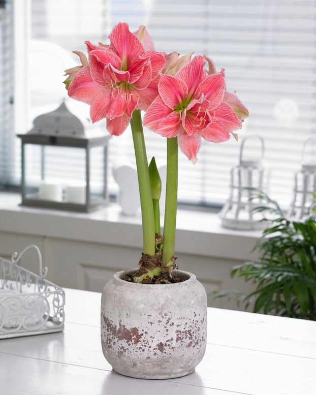 Amaryllis 'Sweet Nymph'