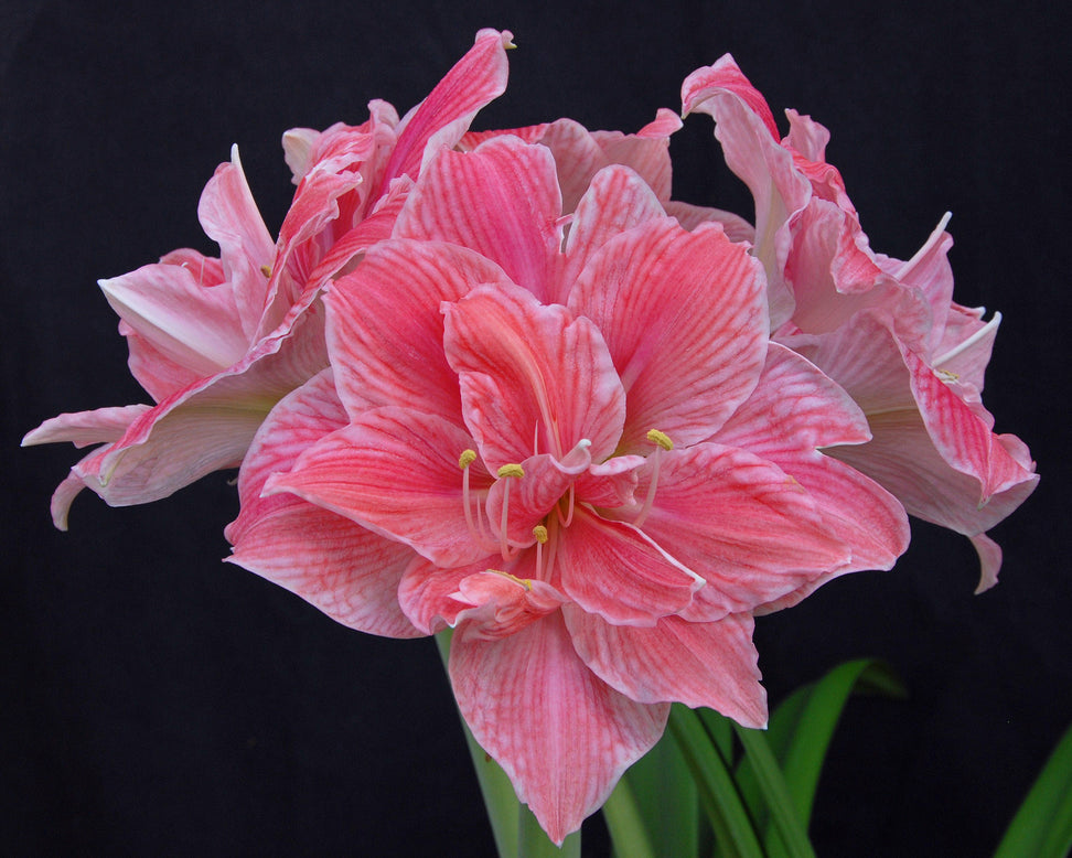 Amaryllis 'Sweet Nymph'