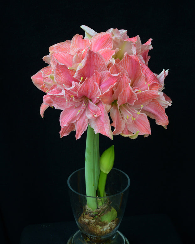Amaryllis 'Sweet Nymph'