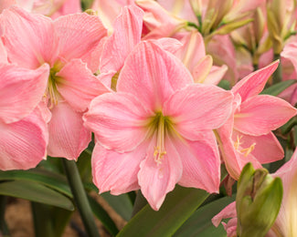 Amaryllis 'Sweet Star' Amaryllis 'Sweet Star'
