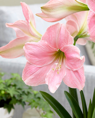 Amaryllis 'Sweet Star' Amaryllis 'Sweet Star'