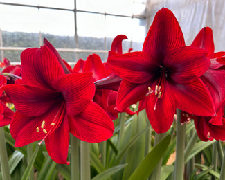 Amaryllis 'Tabasco' Amaryllis 'Tabasco'