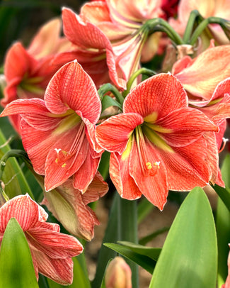 Amaryllis 'Terra Cotta Star' Amaryllis 'Terra Cotta Star'