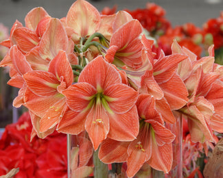 Amaryllis 'Terra Cotta Star' Amaryllis 'Terra Cotta Star'