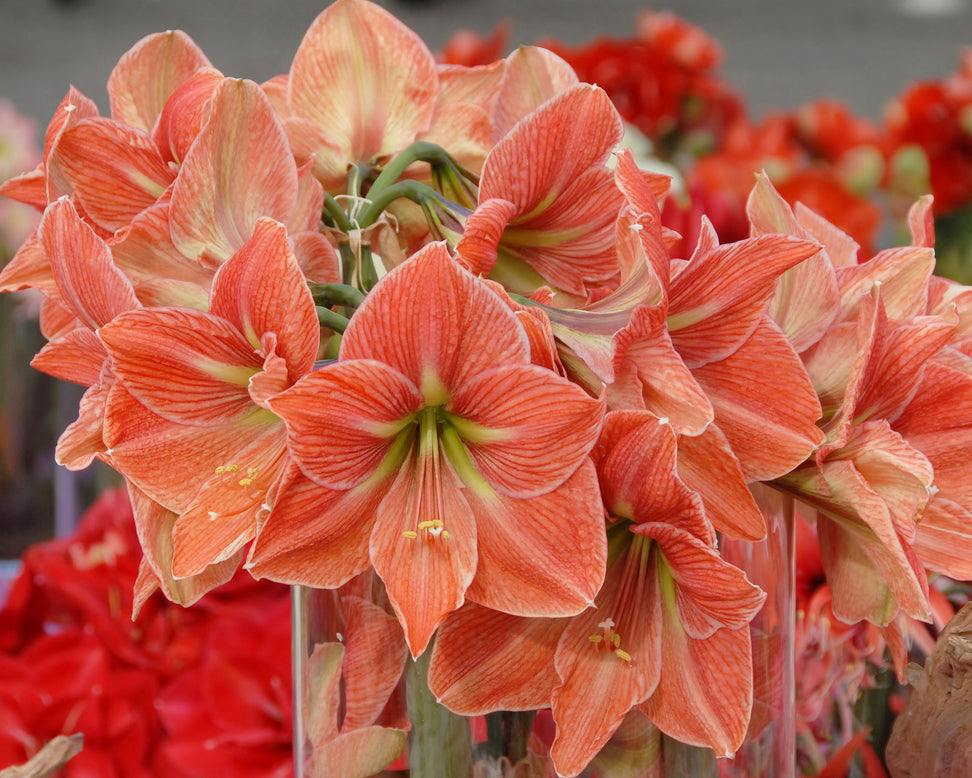 Amaryllis 'Terra Cotta Star'
