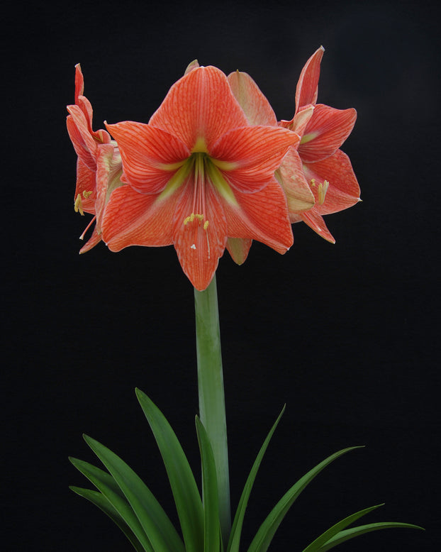 Amaryllis 'Terra Cotta Star'
