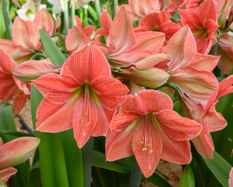 Amaryllis 'Terra Cotta Star'