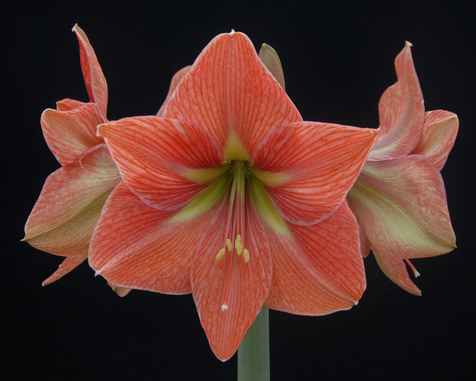 Amaryllis 'Terra Cotta Star'
