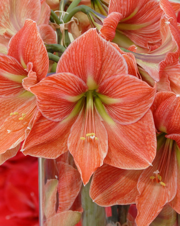 Amaryllis 'Terra Cotta Star'
