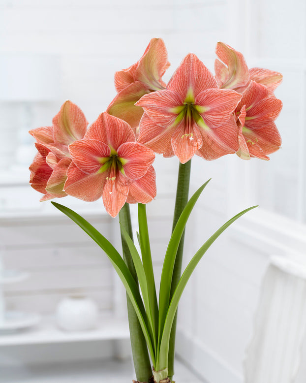 Amaryllis 'Terra Cotta Star'