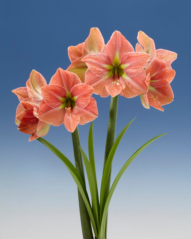 Amaryllis 'Terra Cotta Star'