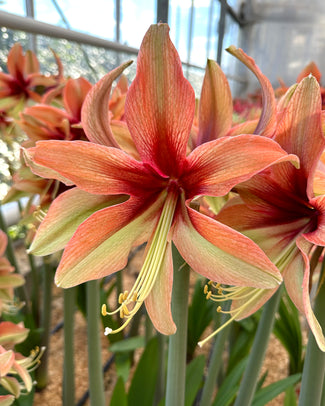 Amaryllis 'Wild Amazone' Amaryllis 'Wild Amazone'