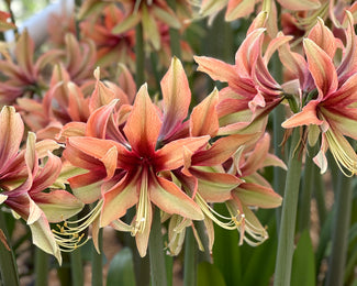 Amaryllis 'Wild Amazone' Amaryllis 'Wild Amazone'