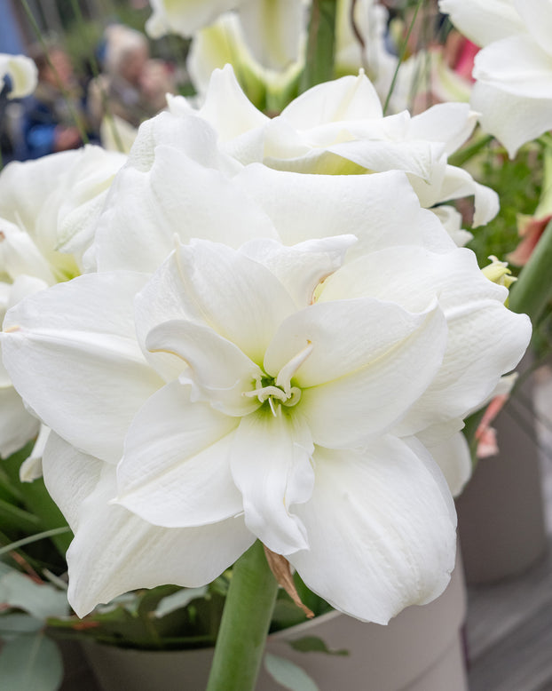 Amaryllis 'Wimbledon'