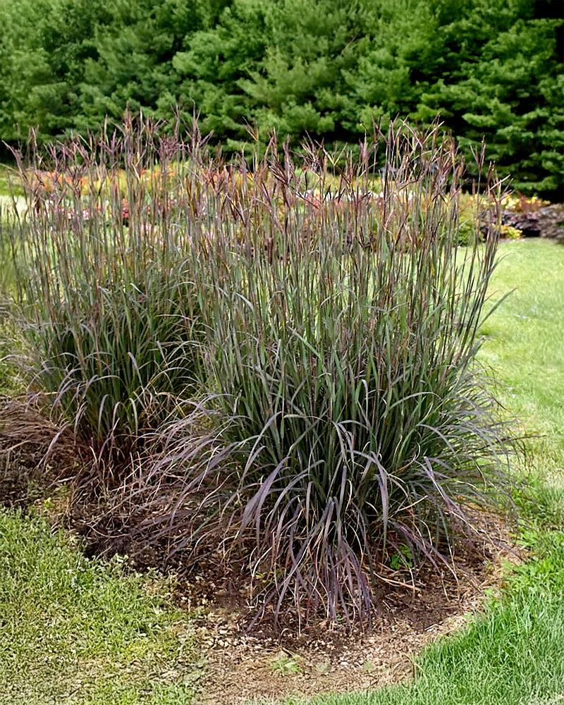 Andropogon Blackhawks Bare Roots Uk