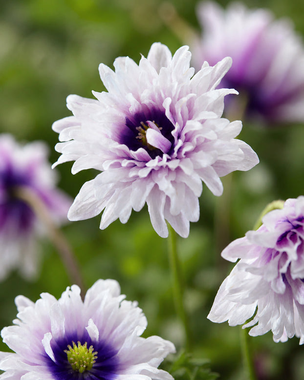 Anemone 'Blue Eyes'