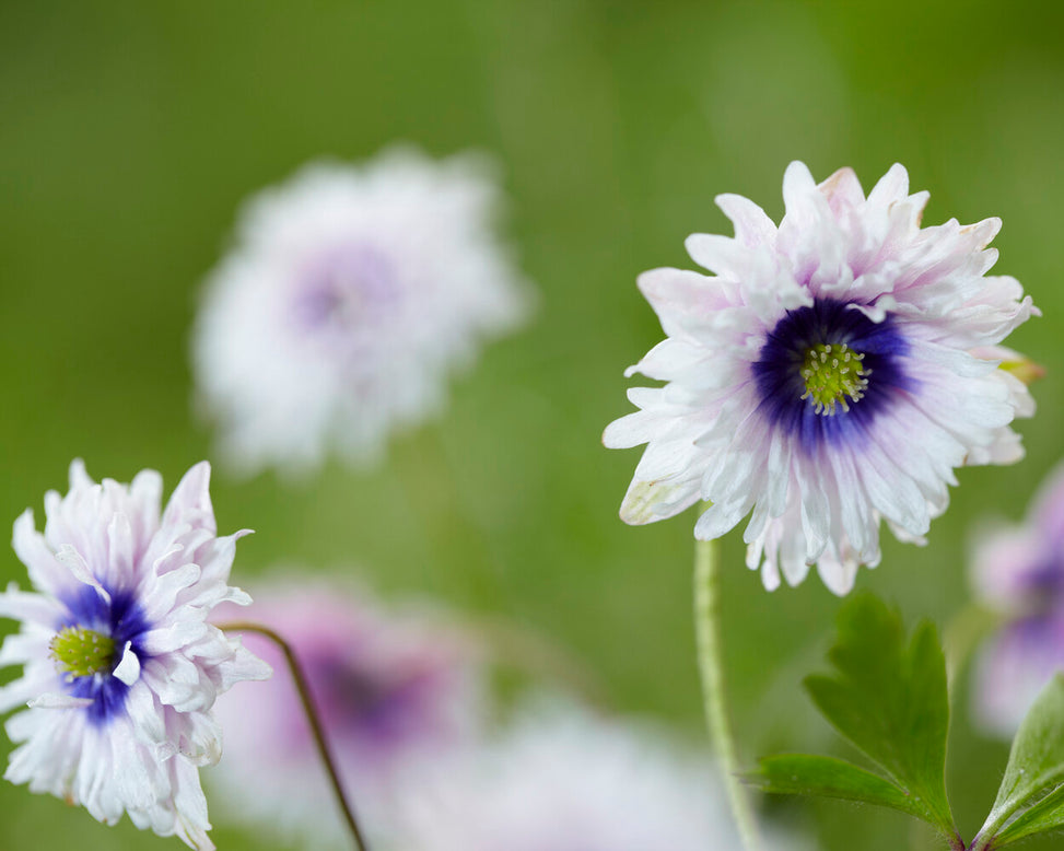 Anemone 'Blue Eyes'
