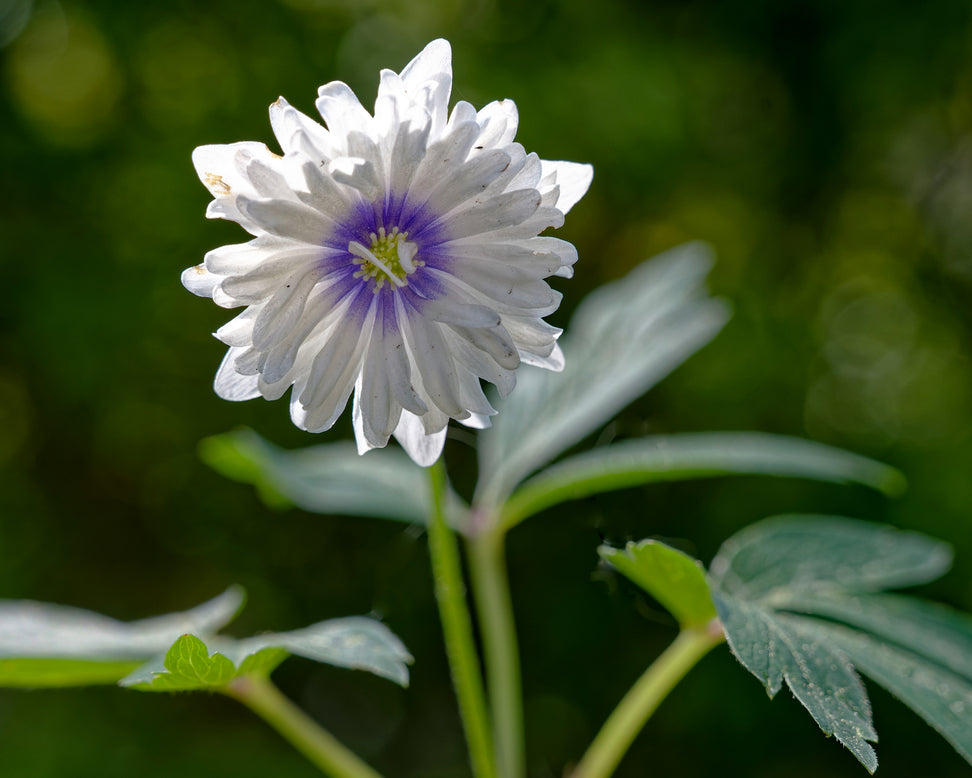 Anemone 'Blue Eyes'