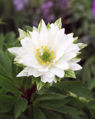 Anemone 'Bracteata Pleniflora' Anemone 'Bracteata Pleniflora'