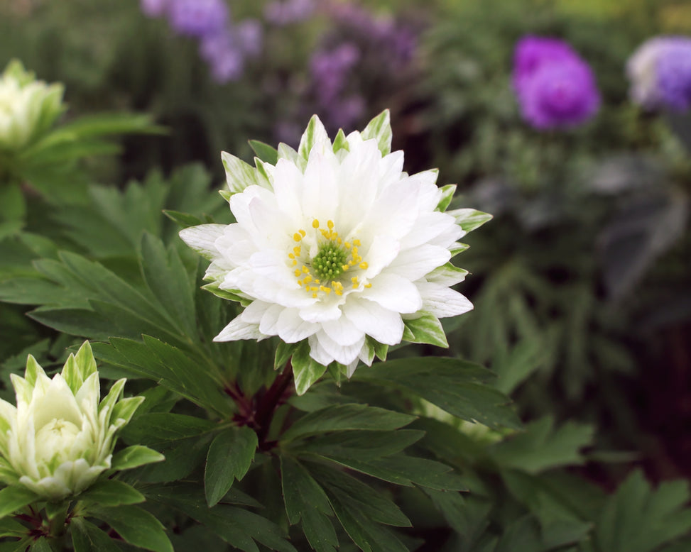 Anemone 'Bracteata Pleniflora'