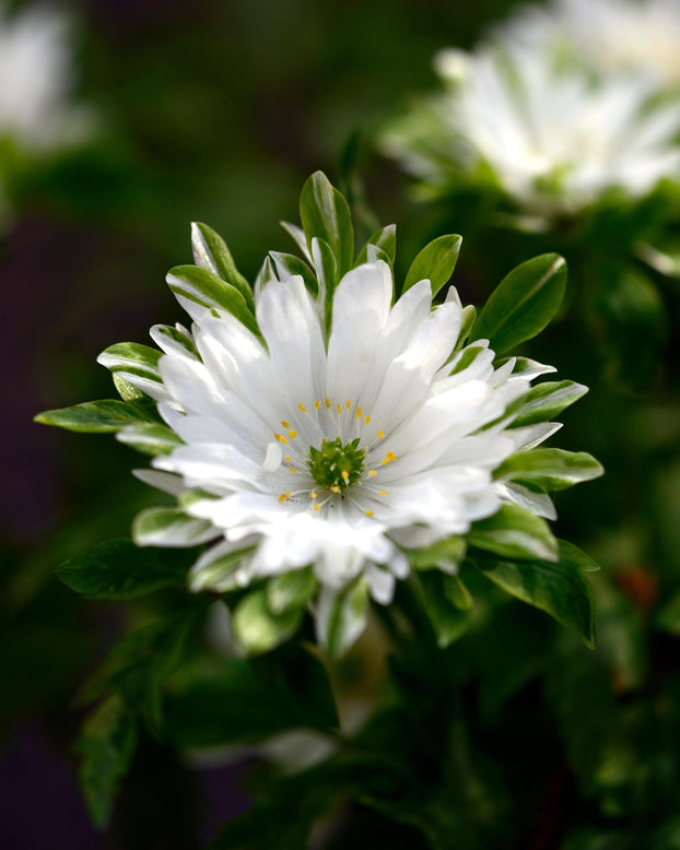 Anemone 'Bracteata Pleniflora'