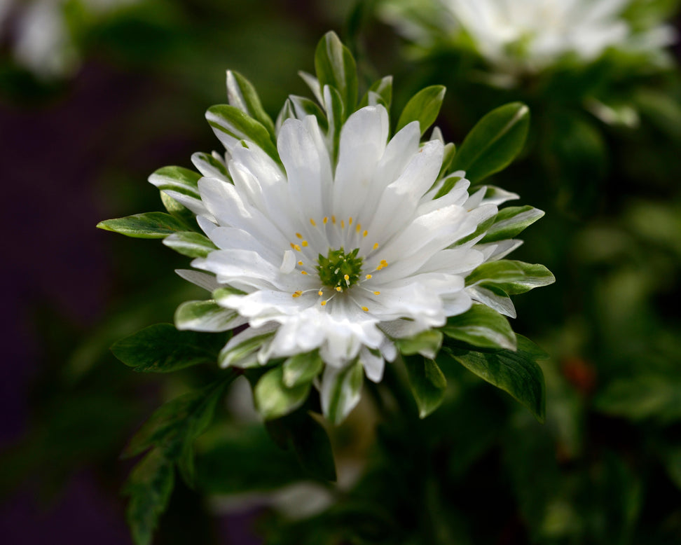Anemone 'Bracteata Pleniflora'