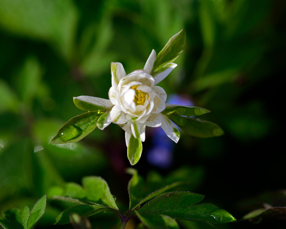 Anemone 'Bracteata Pleniflora'