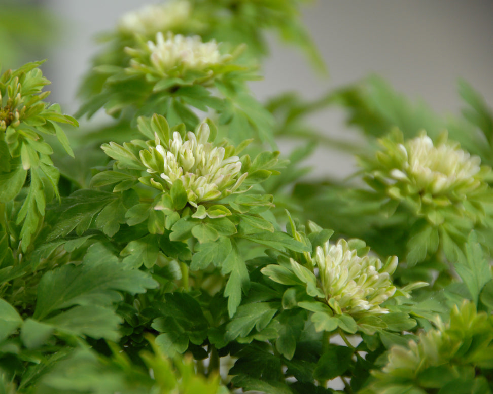 Anemone 'Bracteata Pleniflora'