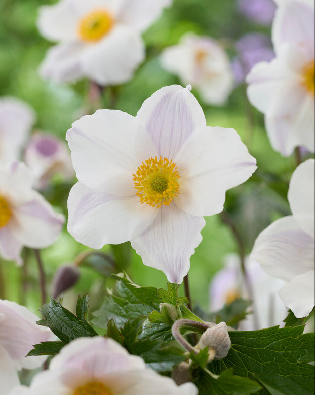 Anemone 'Dancing Swan'