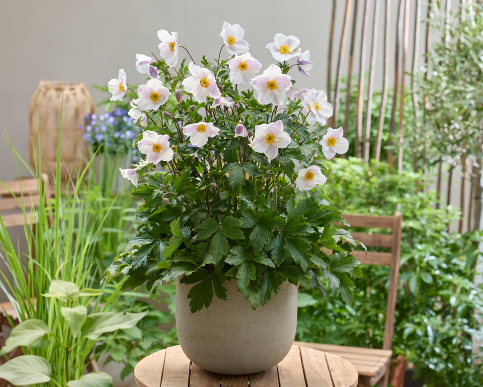 Anemone 'Dancing Swan'