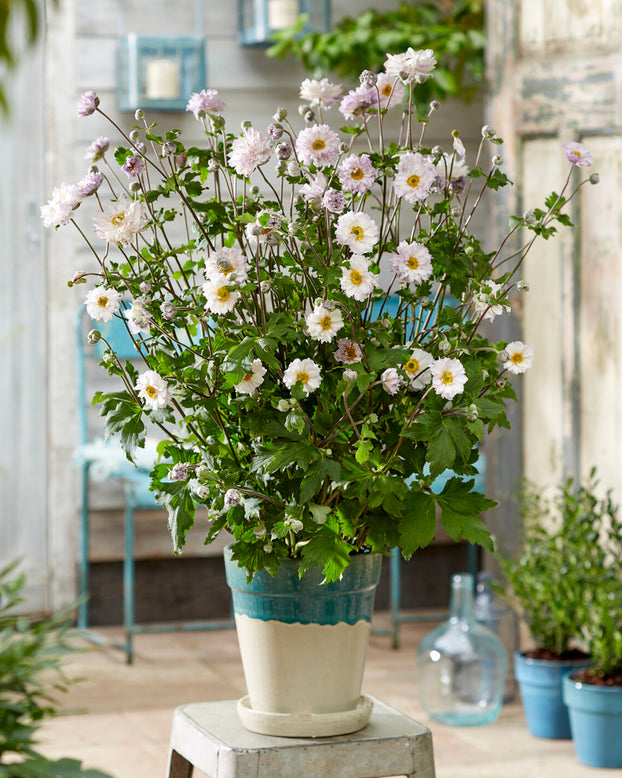 Anemone 'Frilly Knickers'