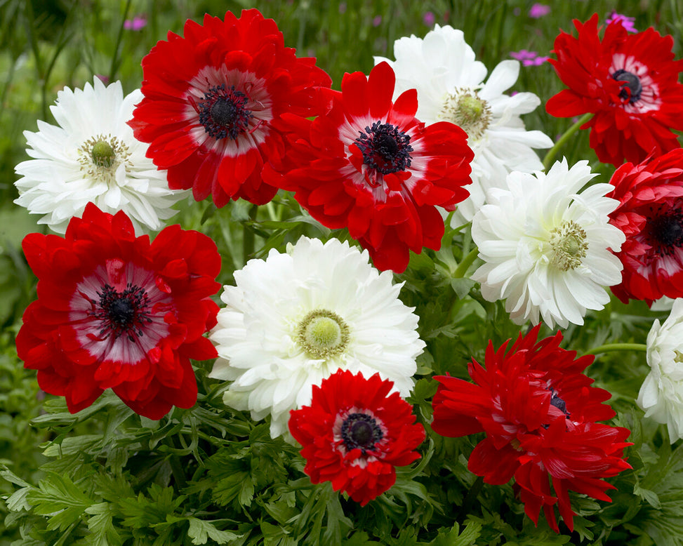 Anemone 'Governor'