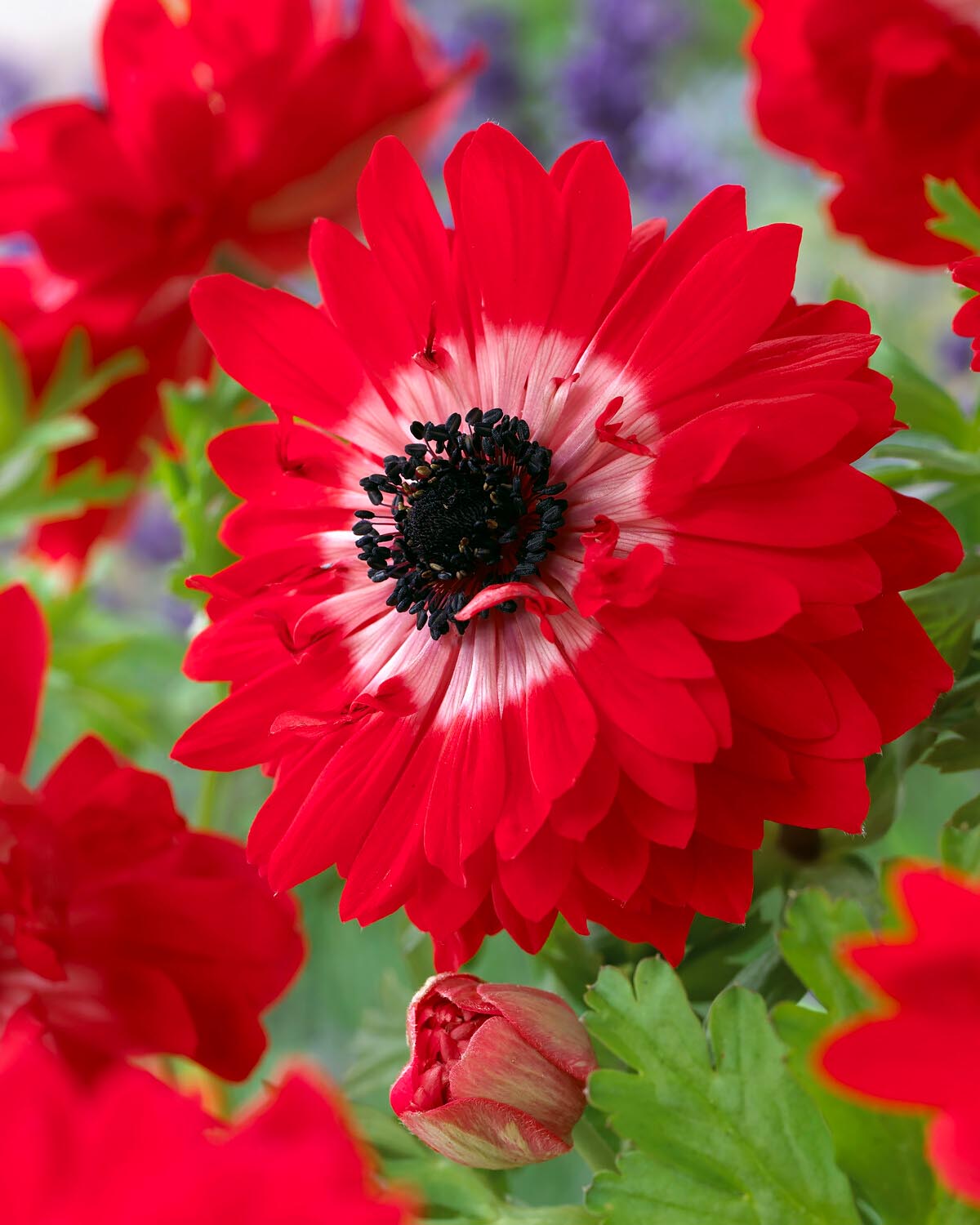 Anemone Governor Bulbs Uk