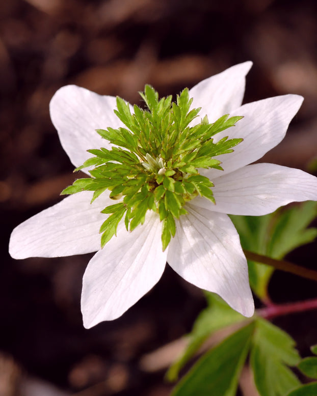 Anemone 'Green Fingers'