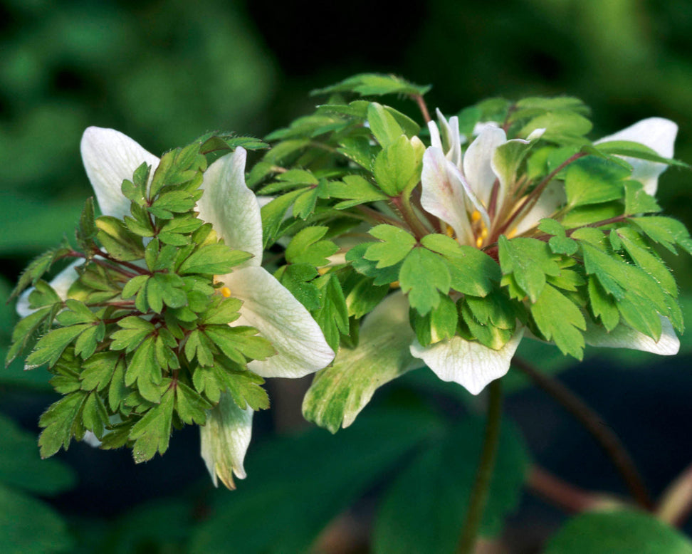 wood anemone