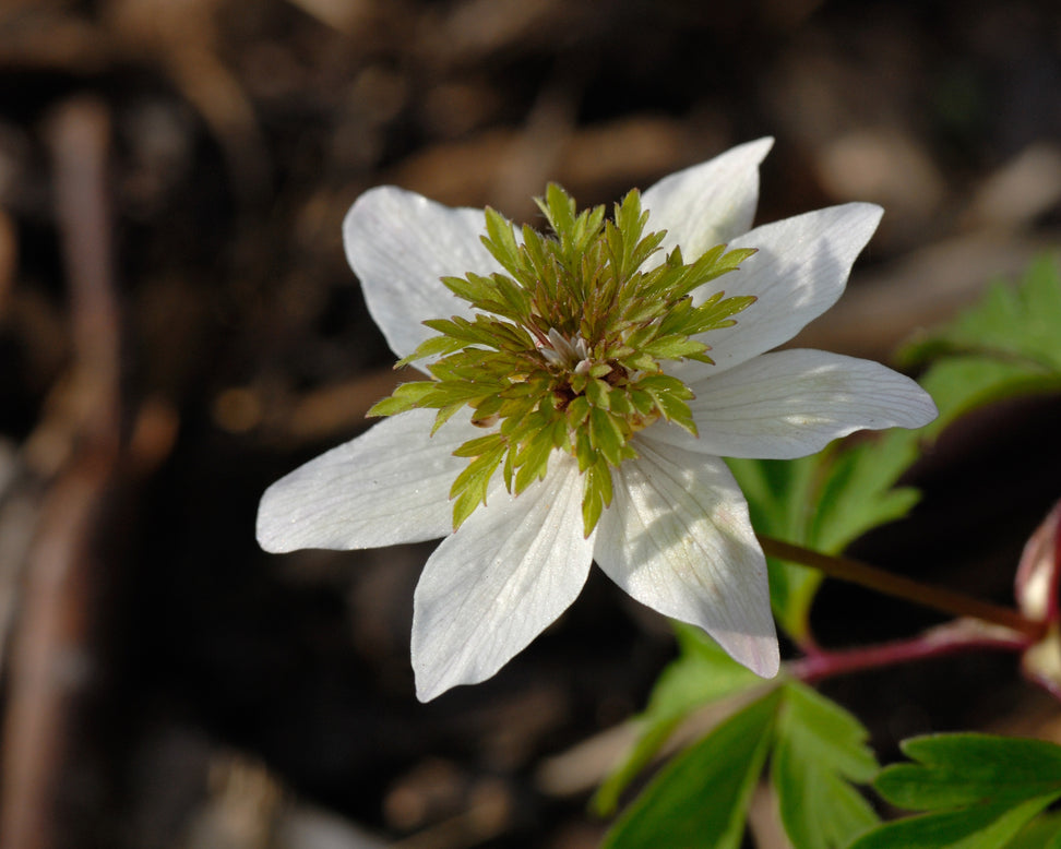 Anemone 'Green Fingers'