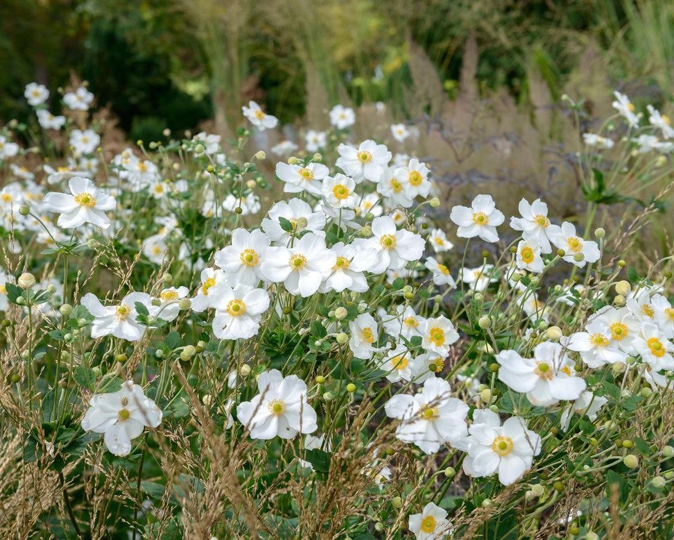 Anemone 'Honorine Jobert'