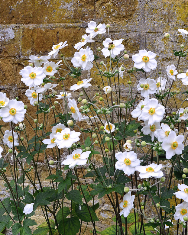 Anemone 'Honorine Jobert'