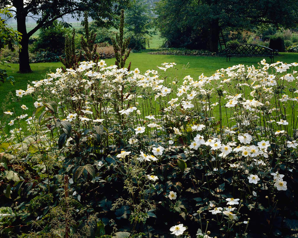 Anemone 'Honorine Jobert'