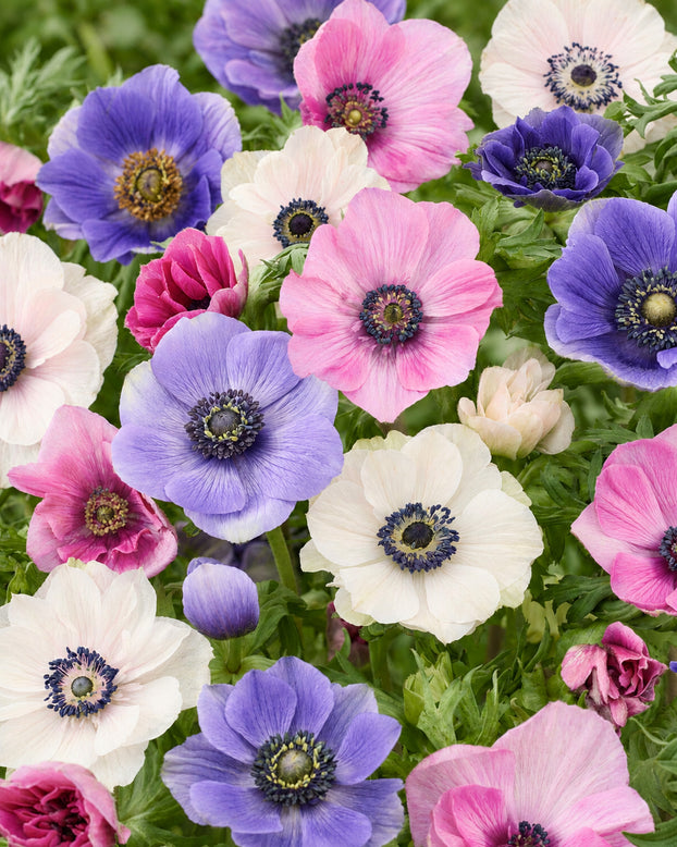 Anemone 'Languedoc Mix'