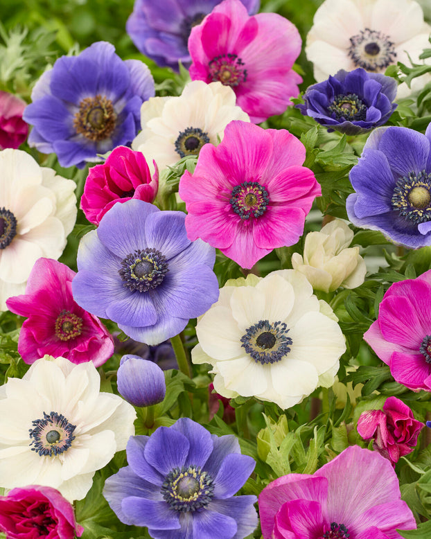 Anemone 'Languedoc Mix'