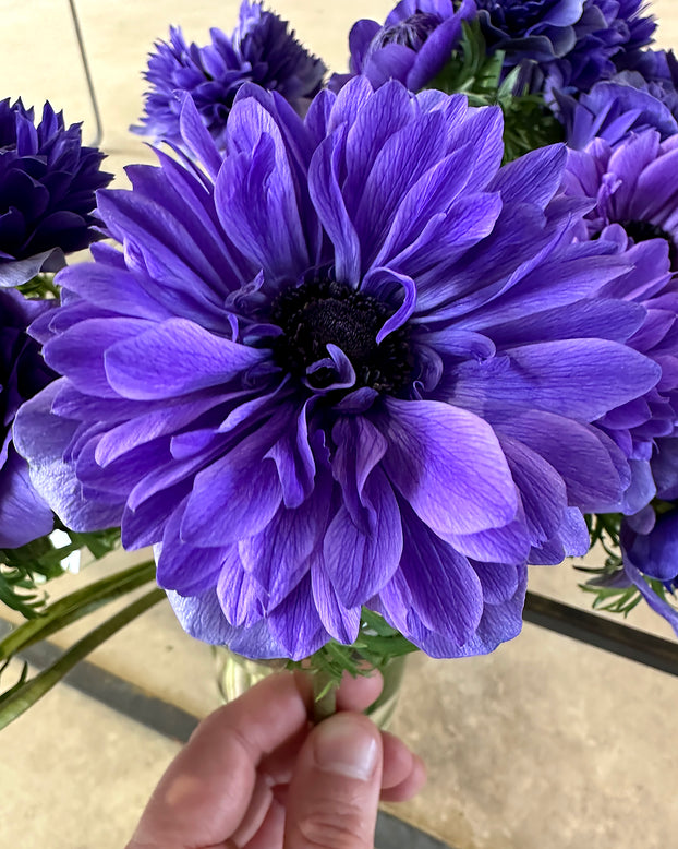 Anemone 'Levante® Blu'