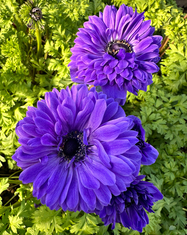Anemone 'Levante® Blu'